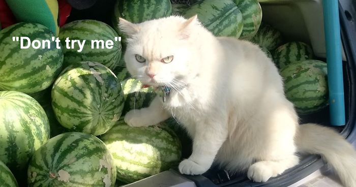 Angry-Looking Cat Supervises Watermelons In Thailand And Is Loved By The  Community | Bored Panda