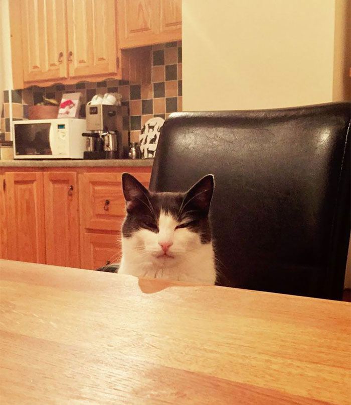 I Kicked Over My Cat's Milk And Had No Replacement. He Sat Opposite Me As I Ate My Dinner Looking At Me Like This