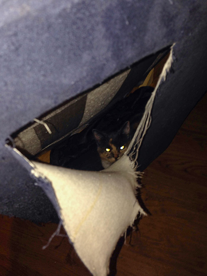 Bought A Couch From Craigslist, Heard Noises Coming From It After Bringing It Home. Cut It Open And Found A Cat