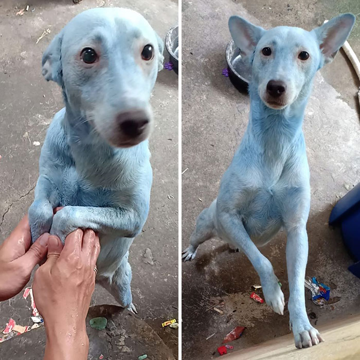 Owner Used The Wrong Shampoo (It's Hair Dye)