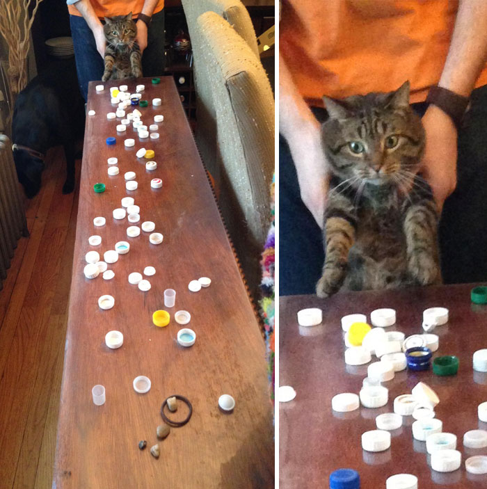 Our Cat Steals And Hoards Bottle Caps. Found His Stash While Cleaning