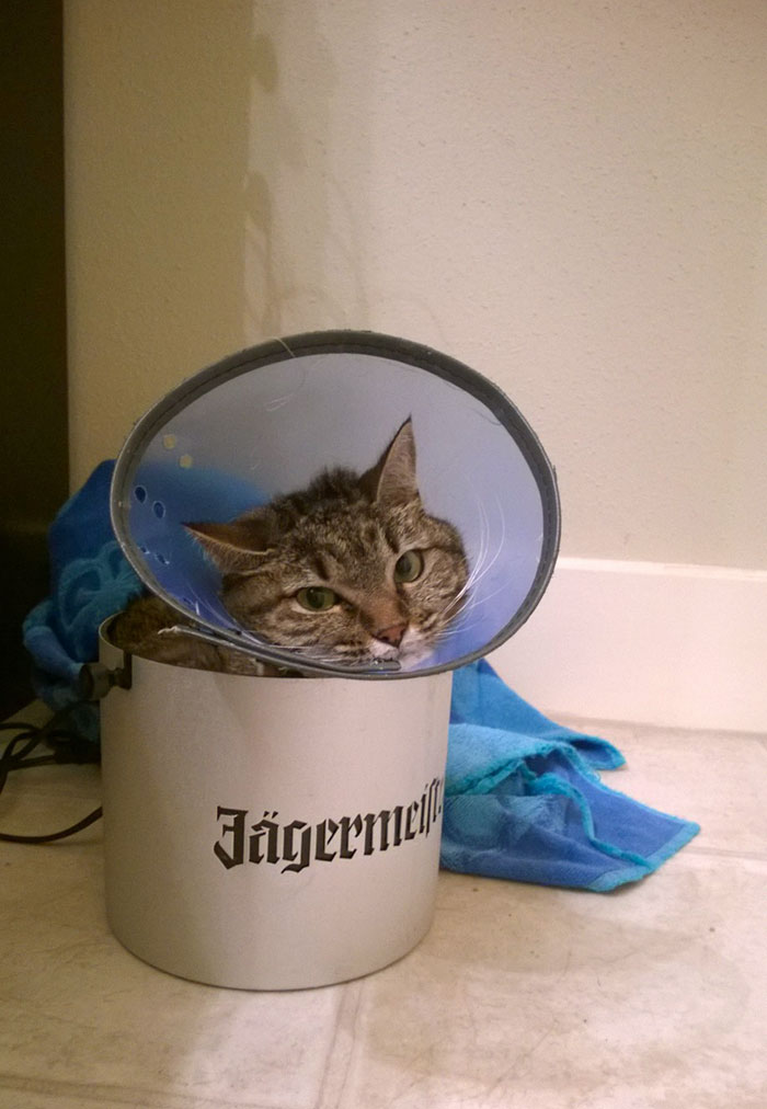 My Cat Is Upset She Has To Wear A Cone, It Makes It Hard For Her To Hide In Her Favorite Spot