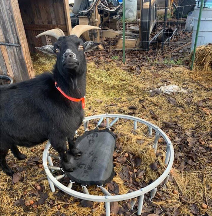 My Goat Broke His Trampoline And He's Very Upset. Anyone Have A Small One For Cheap?