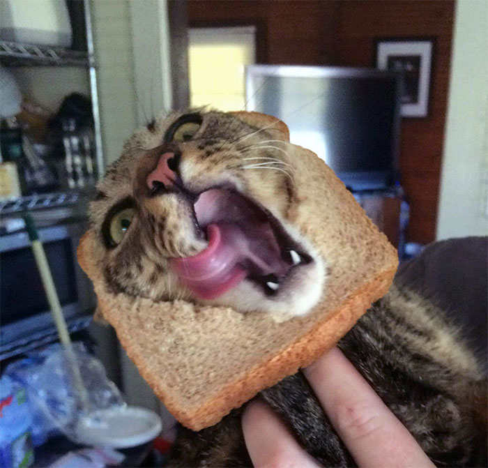 This Is Bob, My Cat. We Tried To Make Him In-Bread