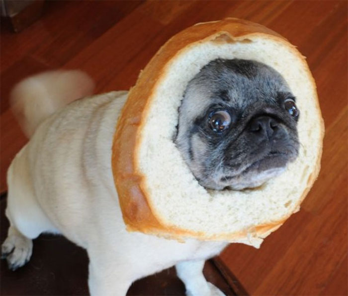 Pug Loaf