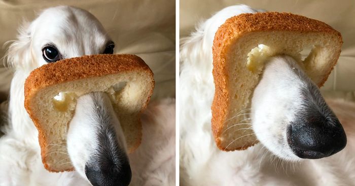 The Internet Is Loving ‘Inbread’ Animals And Here Are The 30 Funniest Ones