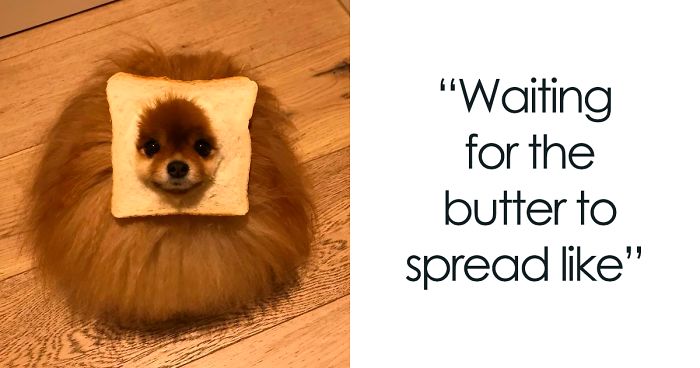 The Internet Is Loving 'Inbread' Animals And Here Are The 30 Funniest Ones  | Bored Panda