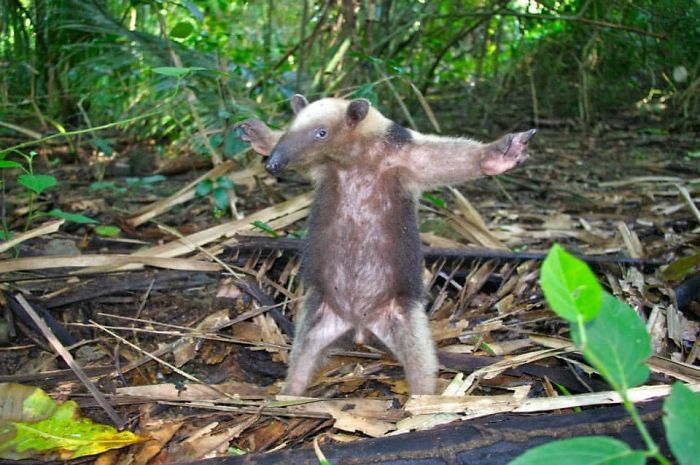 Oso hormiguero de Costa Rica...¿bailando?