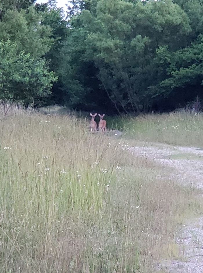 High Quality Photo Of Deer That I Think Are Summoning Me To The Woods To My Demise. Like The Little Girls In The Shining