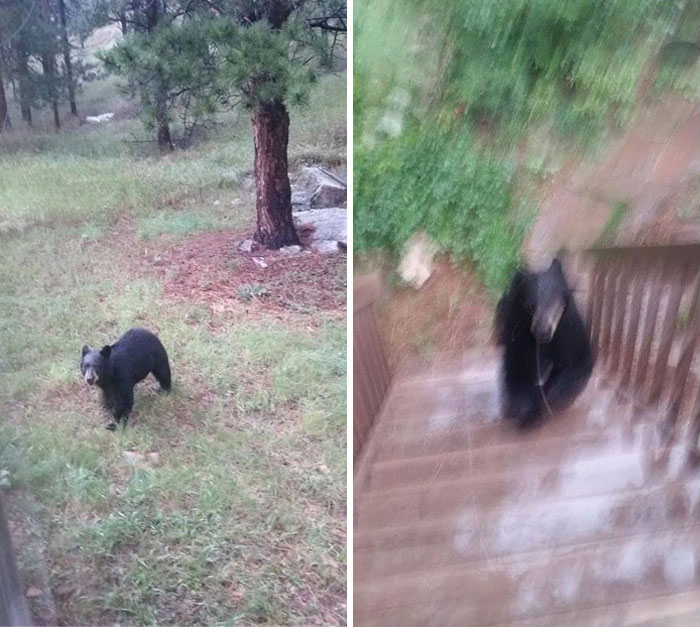 It Was Fun Taking Photos Of The Bear In Our Yard, Until He Decided He Wanted To Visit Us On The Deck! Bears Can Run Fast!