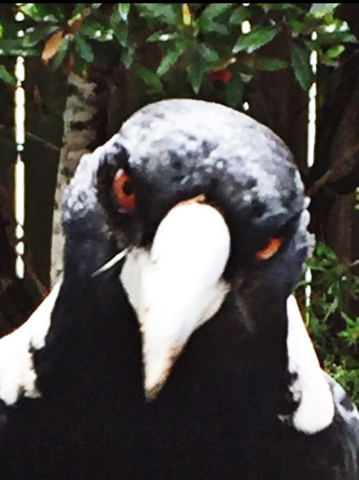'Friendly' Magpie In The Backyard. Super-Stoked To Be Having His Picture Taken