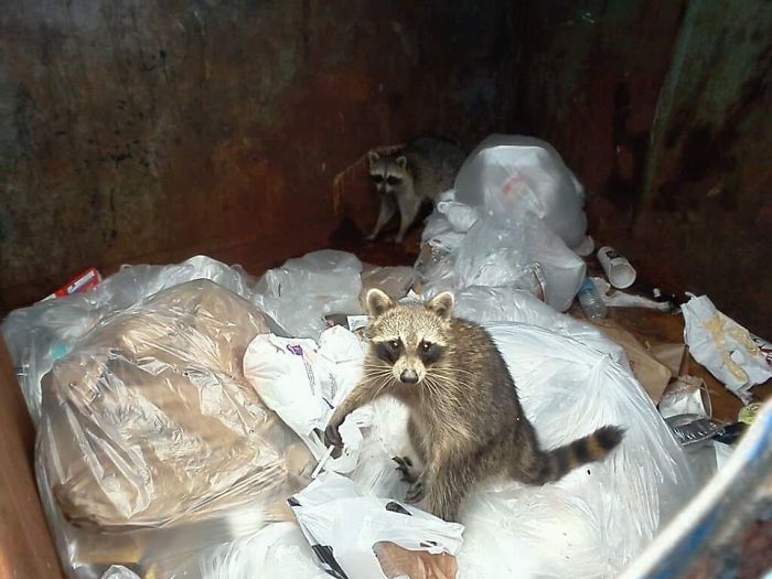 That Time I Caught The Raccoons Smoking In The Garbage Dumpster