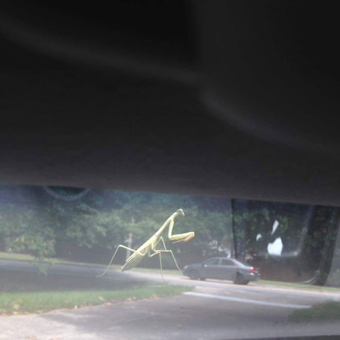 Throwback To Taking A Poorly Timed Picture Of A Praying Mantis On My Windshield Before Leaving For Work