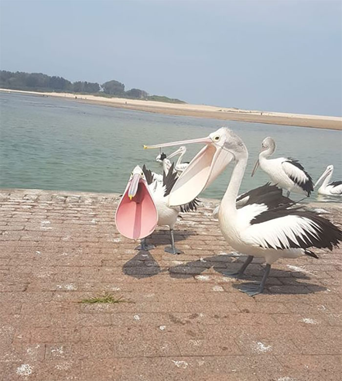 Flashback To When I Used To Watch The Pelican Feeds At My Local Beach No Elegant Avians Here