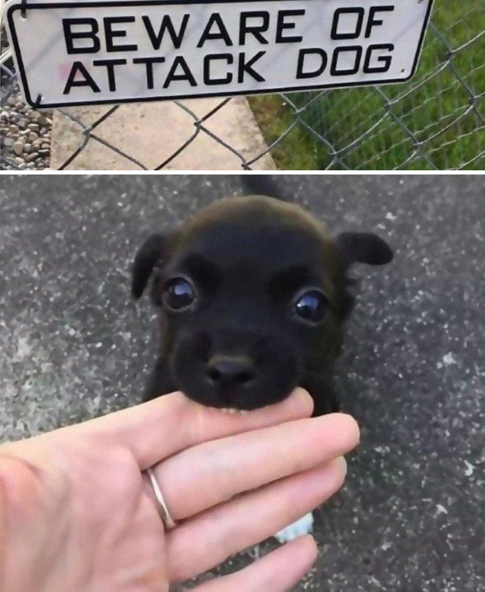 Cuidado con el perro, ataca
