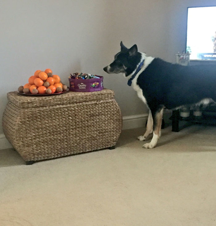 Every Year. Every Year. Charlie Always Thinks The Clementines Are Balls And Just Stares Waiting For You To Throw One