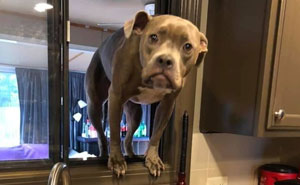 40 Hilarious Dog Posts To Put A Smile On Your Face