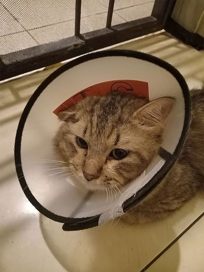 50 Funny Pics Of Pets Wearing The Cone Of Shame - Success Life Lounge