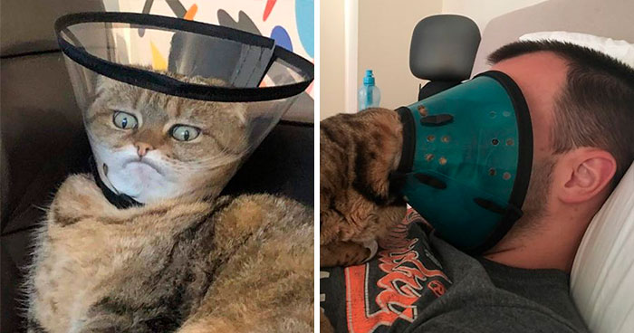 35 Pics Of Pets Not Rocking The Cone Of Shame At All
