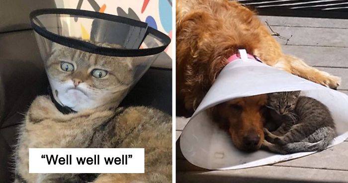 35 Pics Of Pets Not Rocking The Cone Of Shame At All | Bored Panda
