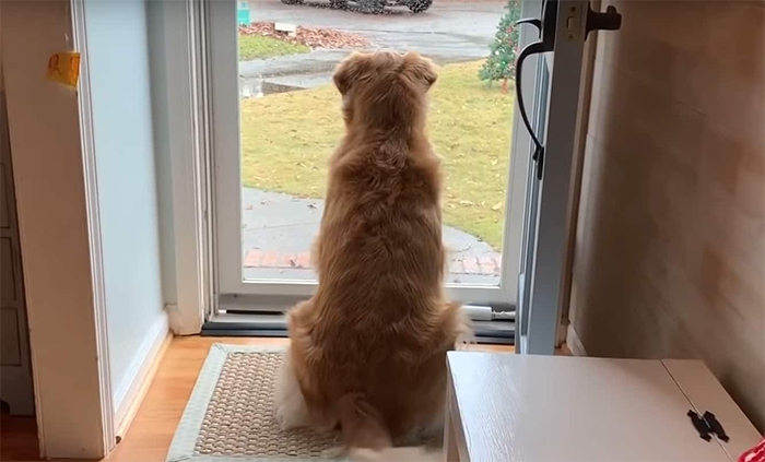 Golden Retriever Falls In Love With The Local Delivery Men, Her Owner Starts Capturing Their Daily Routine On Camera