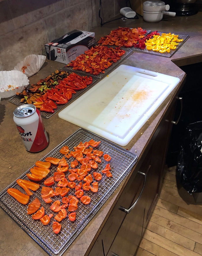 Canadian Guy Is Growing Superhot Peppers Using Radio Controlled Equipment And The Whole Process Is A Rare Sight