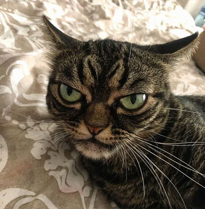 Meet The New Grumpy Cat Called Kitzia That Looks Even Angrier Than Her Late Predecessor