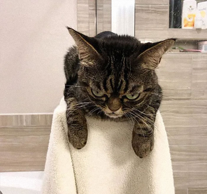 Grumpy-Cat-Kitzia