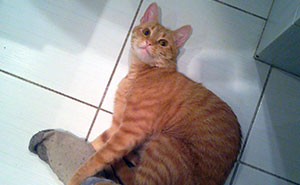 Hey Pandas, Share The Funniest Pic Of Your Cat (Closed)