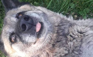 Hey Pandas, Share The Funniest Pic Of Your Dog (Ended)
