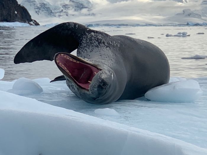 From My Trip To Antarctica. Caught Mid-Yawn