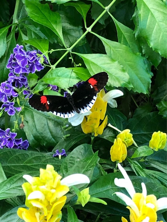 Butterfly Garden In Hershey Park
