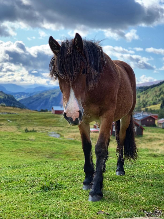 Curious Horse - Norway