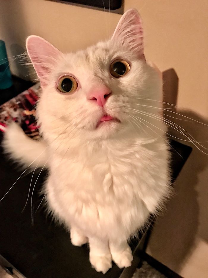 The Majestic Blep Cat