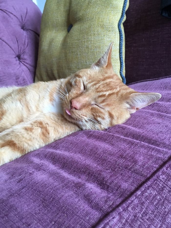 My Cat Sticks His Tongue Out Whenever He Sleeps