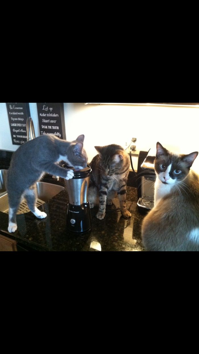 They’ve Taken Over My Smoothie And It’s Not Looking Like They’ll Be Giving It Back!