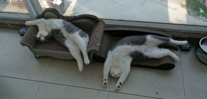 My Cats And How They Really Sleep