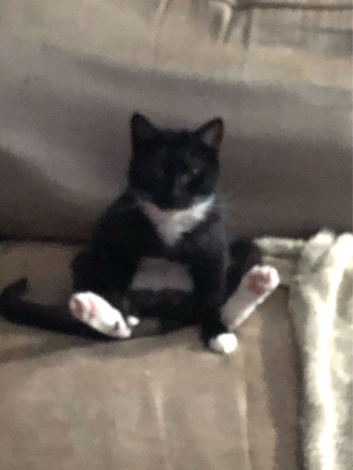 This Is Loki, He Sat Like This For Around Half An Hour 🤣