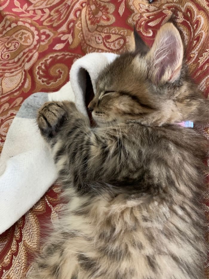 Precious Boy Cuddled Up To The First Sock He Found