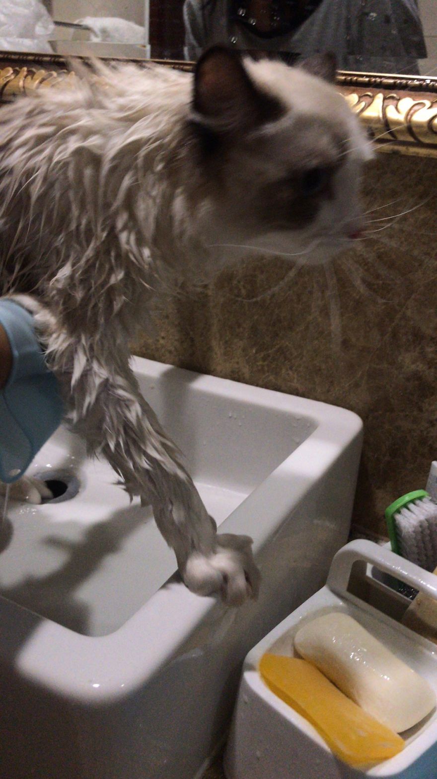 Girl Shows How To Shower Your Cat In Quarantine