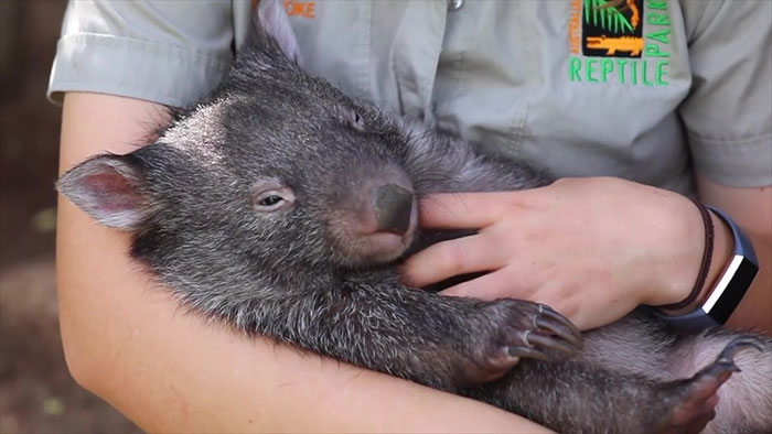 "It’s Unusual To See Them Interact Like This": Surprised Zookeepers Share A Video Of A Koala And A Wombat Becoming Best Buddies During The Lockdown