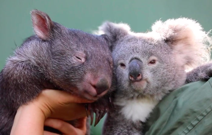 “It’s Unusual To See Them Interact Like This”: Surprised Zookeepers Share A Video Of A Koala And A Wombat Becoming Best Buddies During The Lockdown