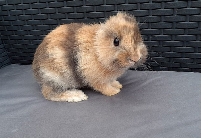 Meet Leo, An Earless Rabbit Who Looks Like A Tiny Lion