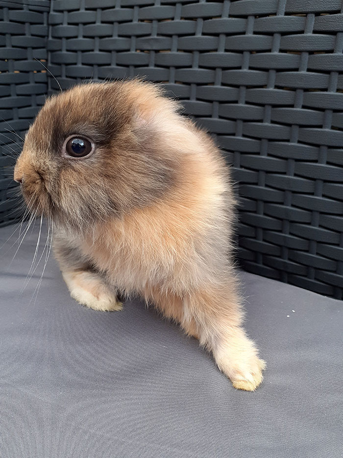 Meet Leo, An Earless Rabbit Who Looks Like A Tiny Lion