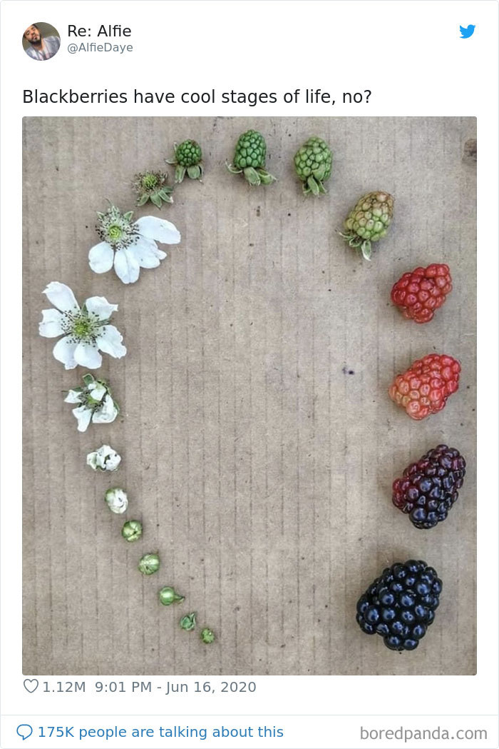 Life Cycle Of A Blackberry