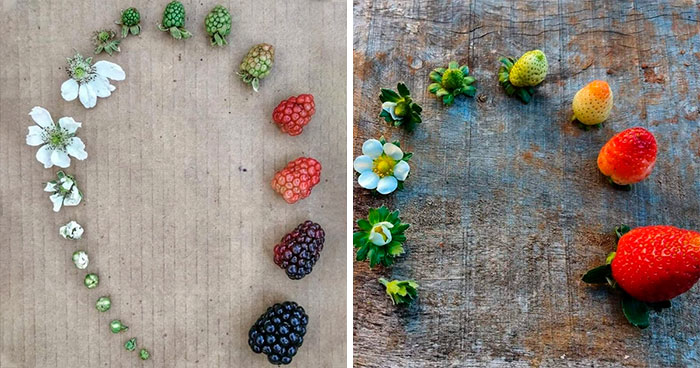 People Are Sharing Photos Of Life Cycles Of Different Living Things (24 Pics)