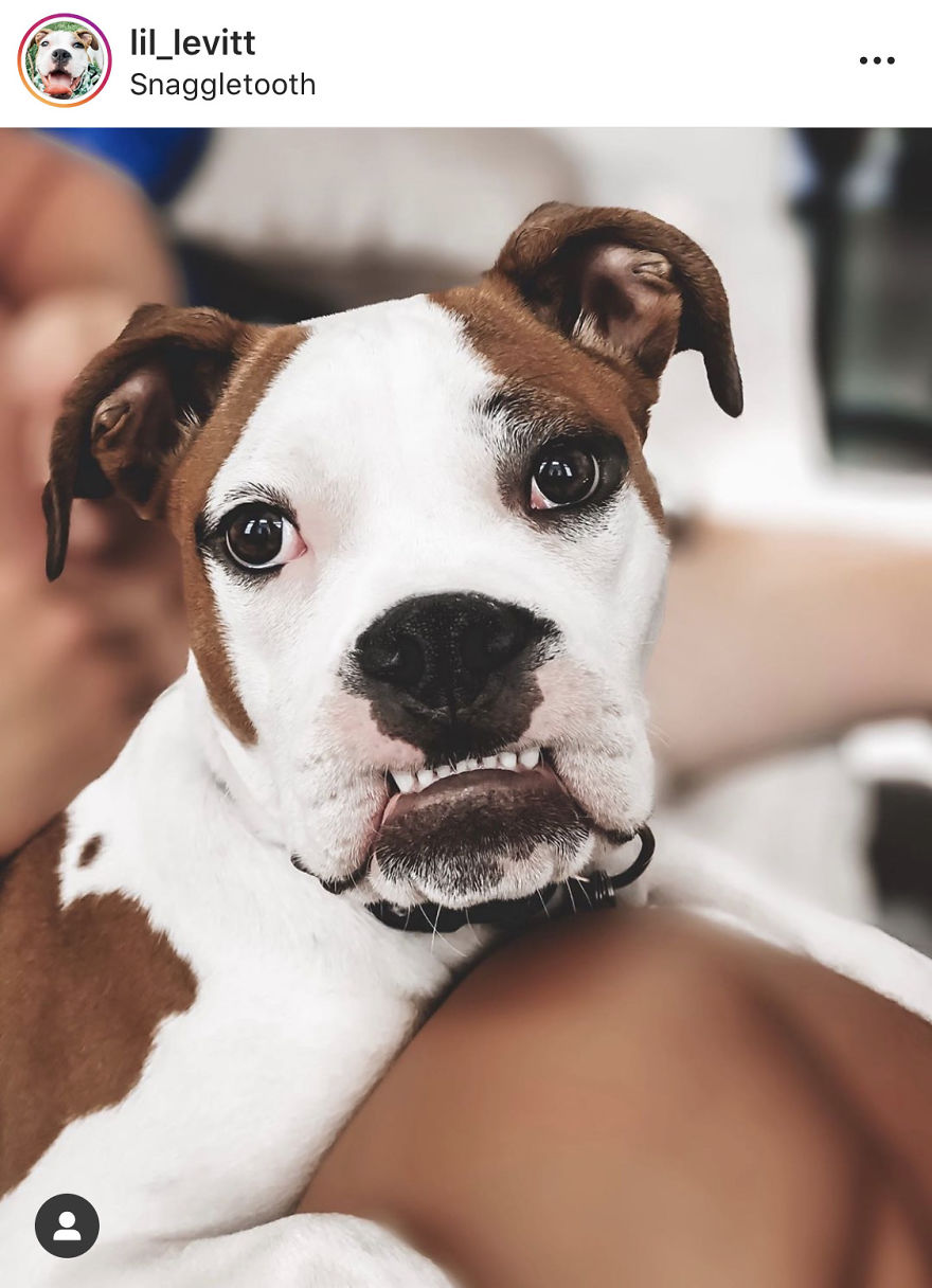 The 5 Most Adorable And Goofy Boxer Puppy Accounts On Instagram