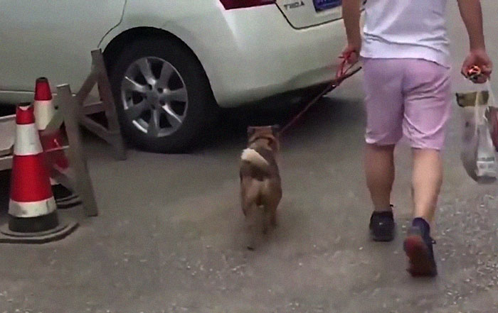 Dog Waits For His Owner In A Wuhan Hospital Not Knowing He Died From Covid-19 Months Ago