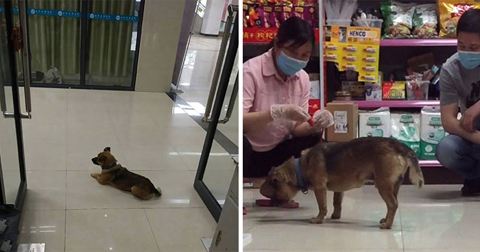 Dog Waits For His Owner In A Wuhan Hospital Not Knowing He Died From Covid-19 Months Ago
