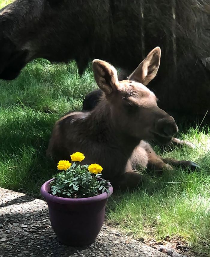 Moose And Her Calves Decide To Spend A Day In This Family's Backyard, Man Documents How It Went